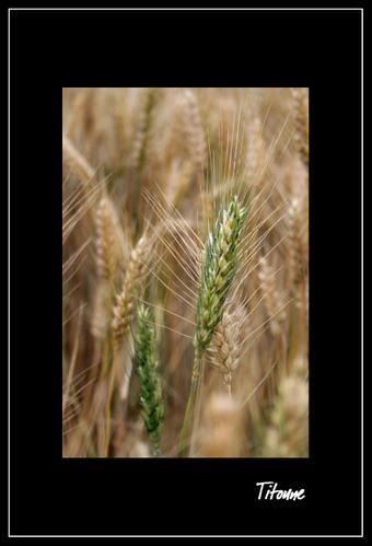IMG-4945cadre.jpg