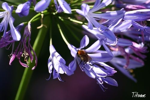 abeille.jpg