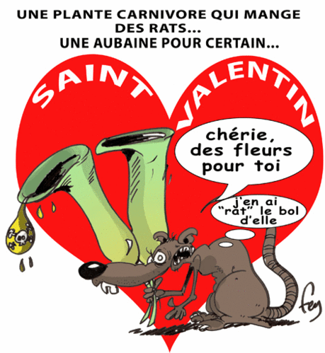 SAINT-VALENTIN.gif
