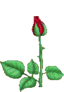 roses003.gif