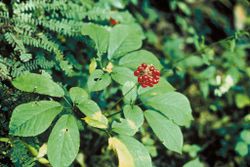 Ginseng.jpg