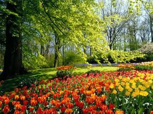 tulipes-hollande.jpg