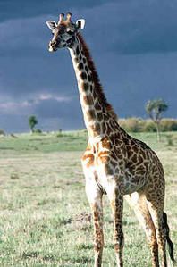 girafe_Kenya.jpg