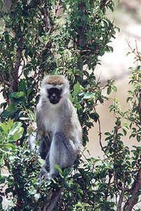 singe_Kenya.jpg
