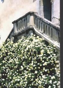 Escalier fleuri montant au château