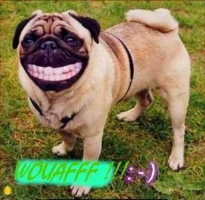 bonjour_joliecarte1.jpg