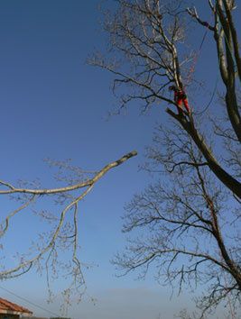 arbreP1070040.jpg