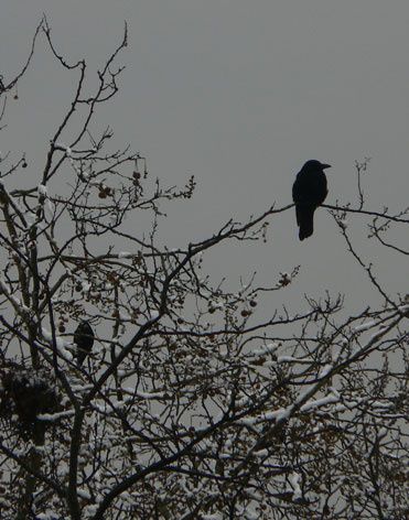 corbeauP1080209.jpg