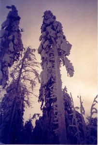 pins-et-neige--vercors.jpg