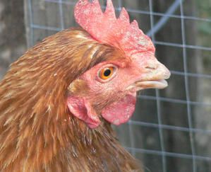pouleP1050894.jpg