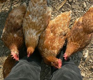 poules1P1050877.jpg