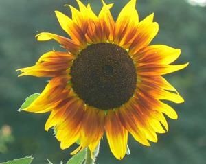 tournesolP1040059.jpg