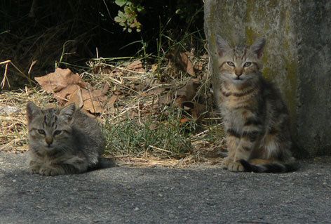 chatonsP1020757.jpg