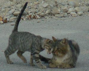 chats2P1040781.jpg