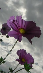 cosmos2P1060215.jpg