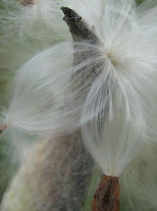 fleurfilIMG-0107.jpg