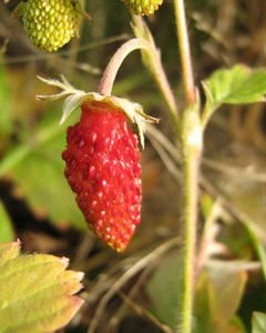 fraisenov07IMG-0238.jpg
