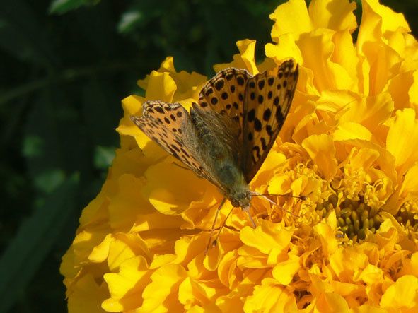 papP1020717.jpg