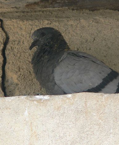 pigejeunP1040291.jpg