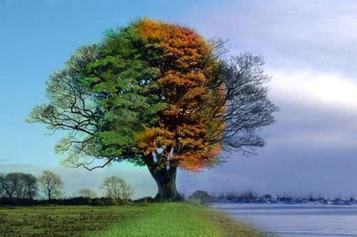 arbre.jpg