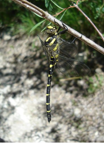 DSC02853d--tail.jpg