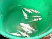 small_IG-Pac-fish-NB-.jpg