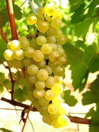 Chardonnay.jpeg