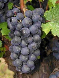 Gamay-d-auvergne.jpeg