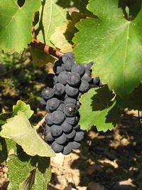 Syrah.jpeg