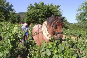 bernard-et-cheval-dans-vigne-4.jpeg