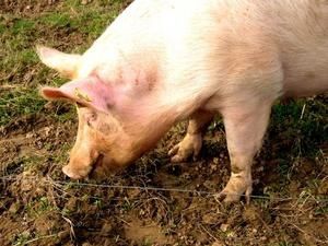 cochon01.jpeg