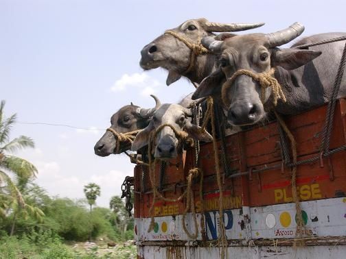 vaches-salem.JPG