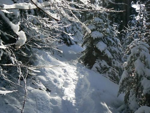 trail1.jpg
