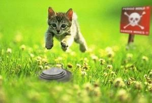 sauvez-les-chatons.jpg