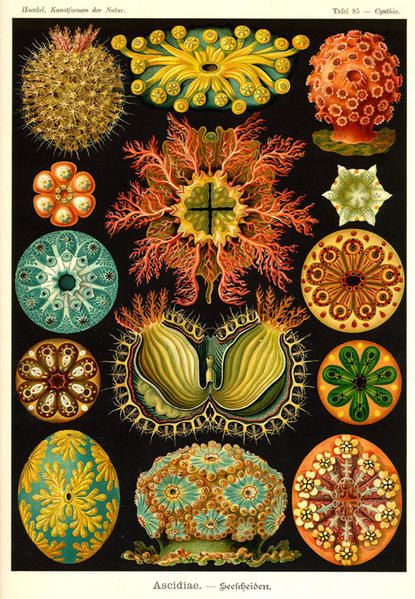 Haeckel.jpg