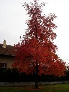 pic000v2-copie-1.jpg
