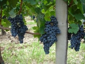pic000v4-copie-1.jpg
