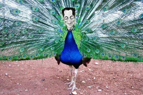 PeacockPeafowlPaon