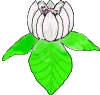 Fleurs-magnolias-0.gif
