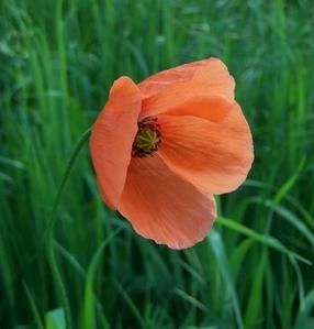 00020340-COQUELICOT-MINI.jpg