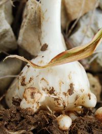 200px-Allium-poly3-detail.jpg