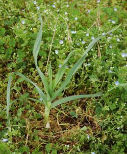 498px-Allium-poly1.jpg