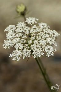 Carotte-sauvage--Daucus-carota-.jpg