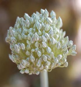 Inflorescence-allium-polyanthum.jpg