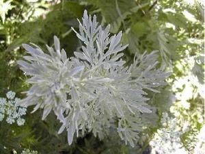 artemisia-absinthium.jpg