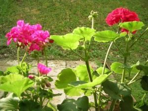geranium.jpg