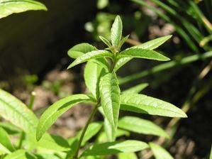 m-verveine-citronelle---verbena-citriodora.jpg