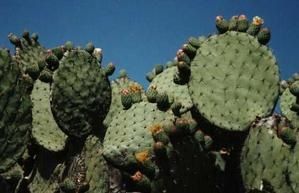nopal.jpg