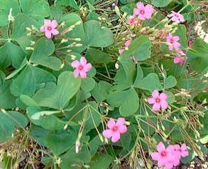 oxalis.jpg