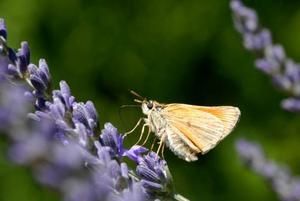 papillon-lavande.jpg